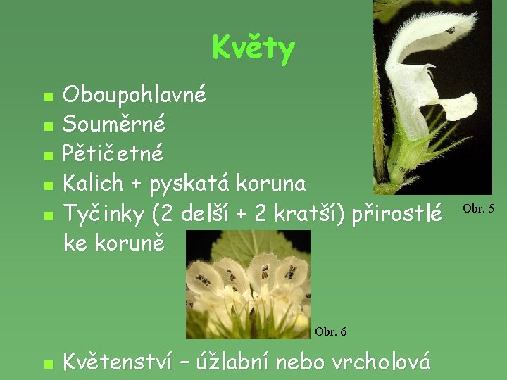 Květy n n n Oboupohlavné Souměrné Pětičetné Kalich + pyskatá koruna Tyčinky (2 delší