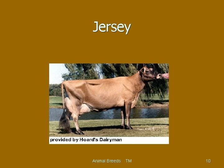 Jersey Animal Breeds TM 10 