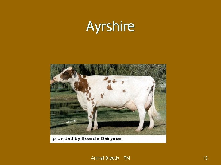 Ayrshire Animal Breeds TM 12 