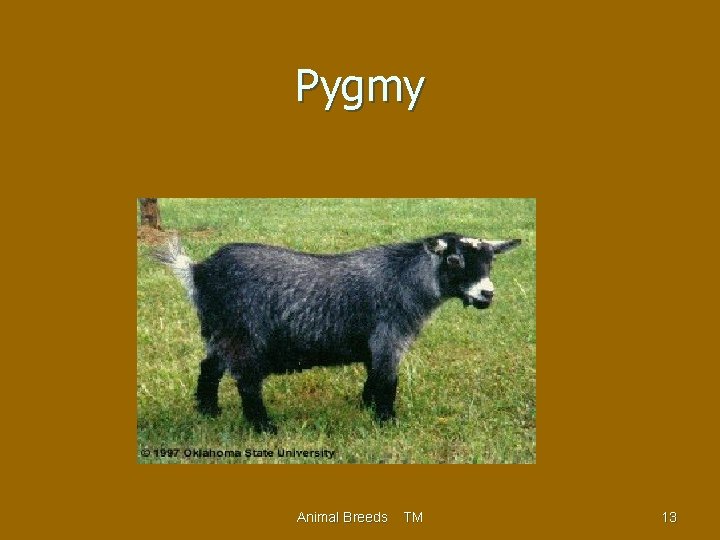 Pygmy Animal Breeds TM 13 