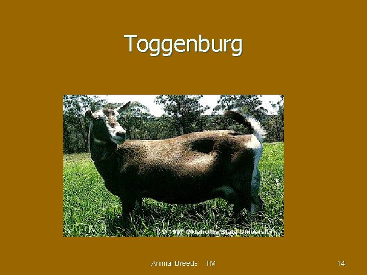 Toggenburg Animal Breeds TM 14 