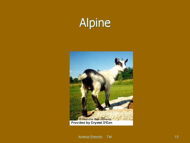 Alpine Animal Breeds TM 15 