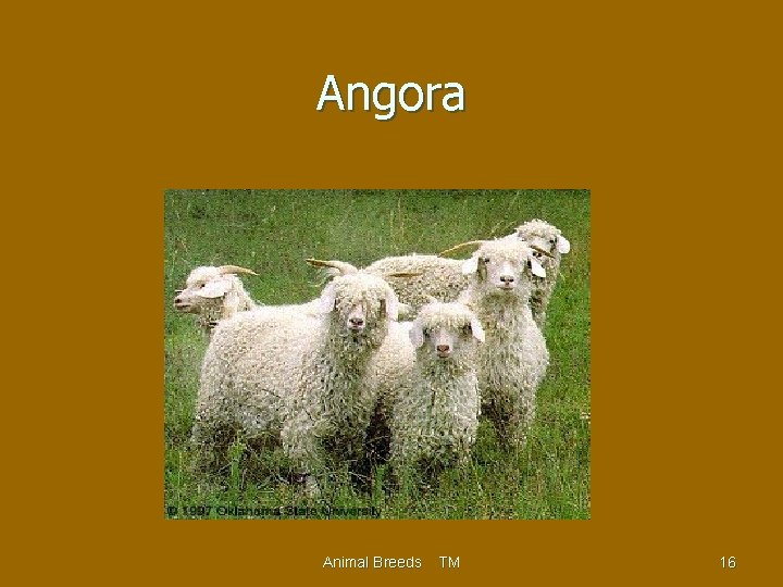 Angora Animal Breeds TM 16 