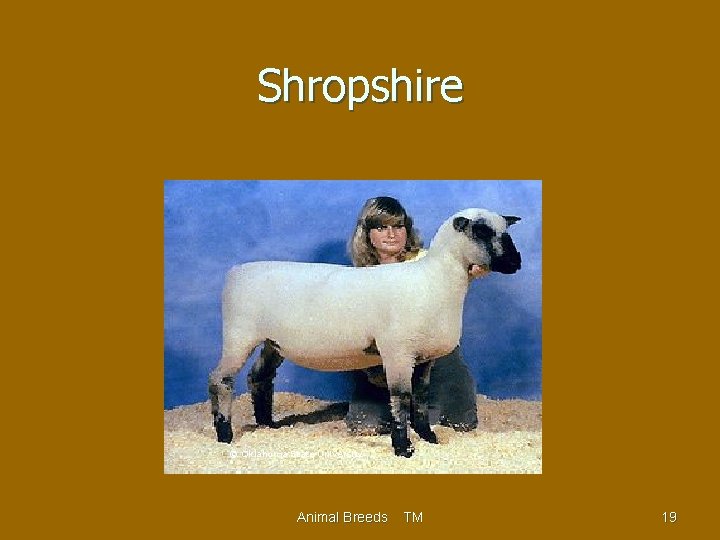 Shropshire © Oklahoma State University Animal Breeds TM 19 