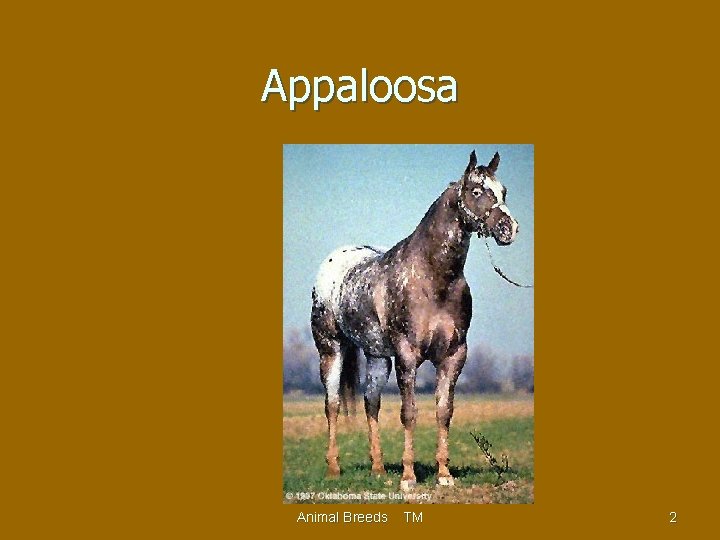 Appaloosa Animal Breeds TM 2 