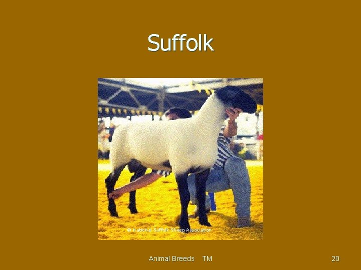 Suffolk © National Suffolk Sheep Association Animal Breeds TM 20 