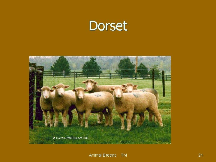 Dorset © Continental Dorset Club Animal Breeds TM 21 