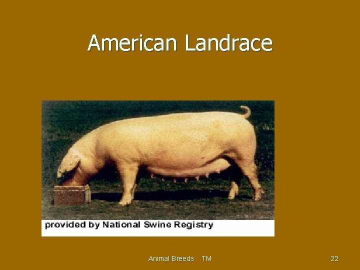 American Landrace Animal Breeds TM 22 