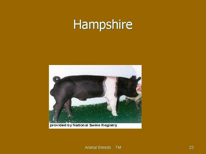 Hampshire Animal Breeds TM 23 