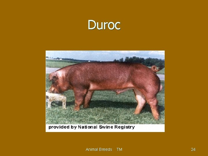 Duroc Animal Breeds TM 24 