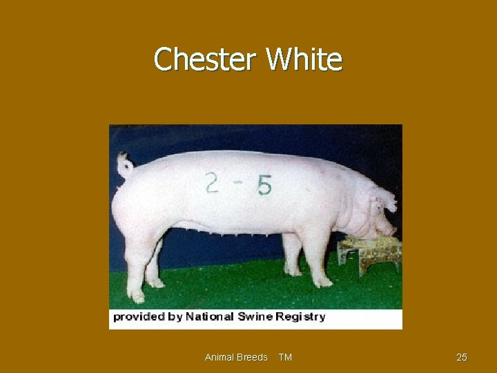 Chester White Animal Breeds TM 25 
