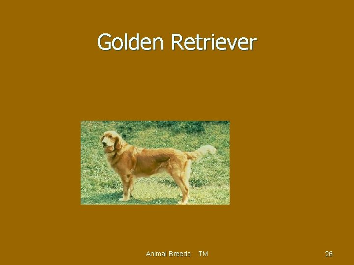 Golden Retriever Animal Breeds TM 26 