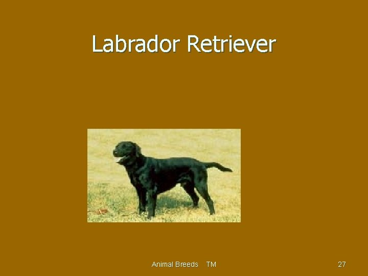 Labrador Retriever Animal Breeds TM 27 