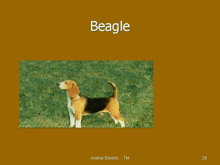 Beagle Animal Breeds TM 28 