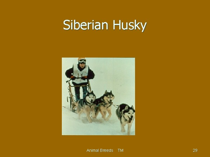 Siberian Husky Animal Breeds TM 29 