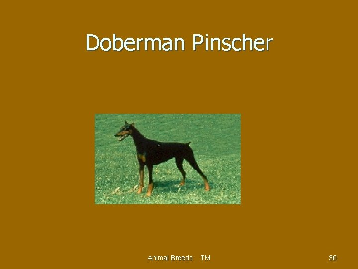 Doberman Pinscher Animal Breeds TM 30 
