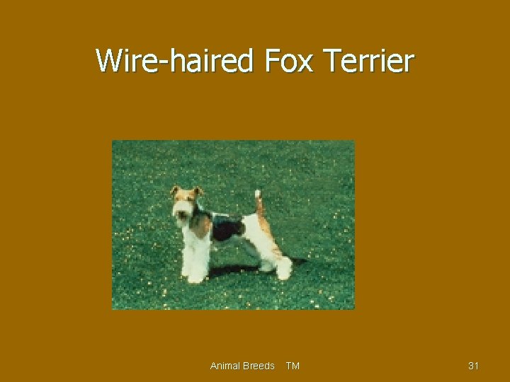 Wire-haired Fox Terrier Animal Breeds TM 31 