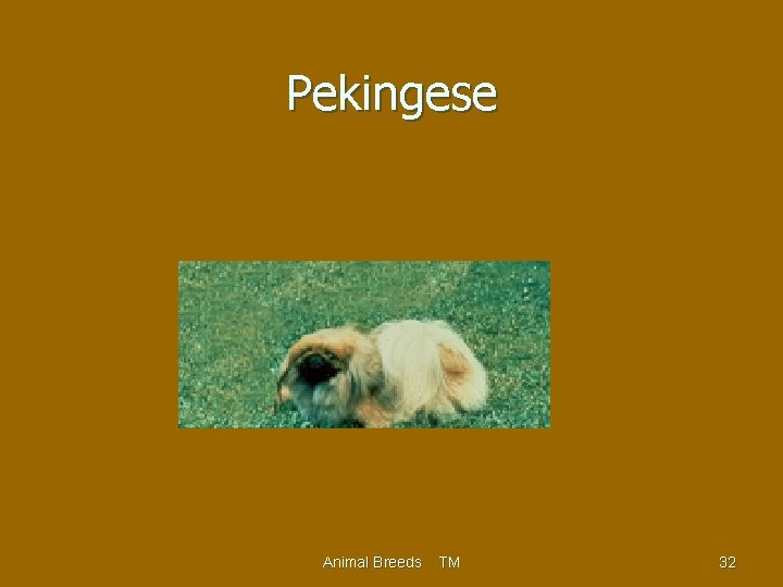 Pekingese Animal Breeds TM 32 