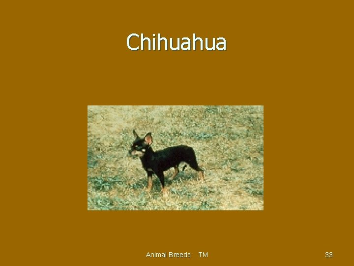 Chihuahua Animal Breeds TM 33 