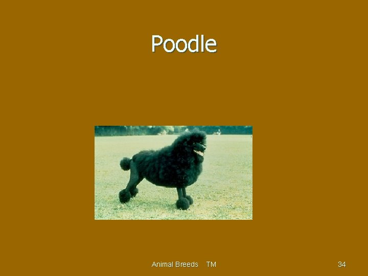 Poodle Animal Breeds TM 34 