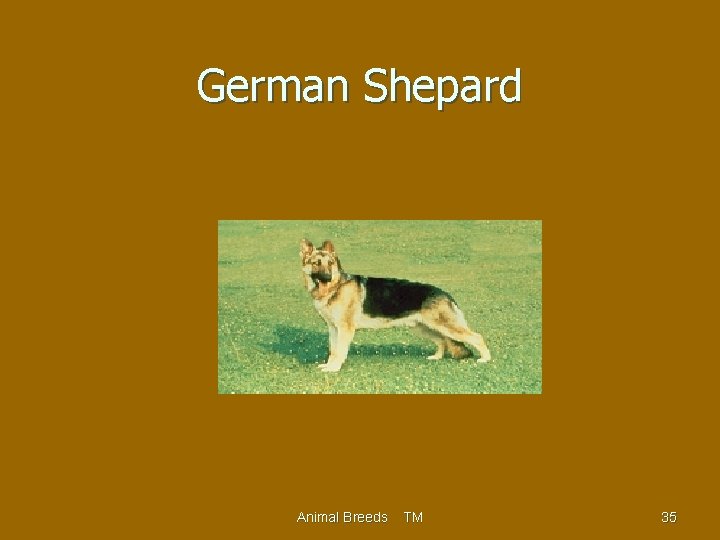 German Shepard Animal Breeds TM 35 