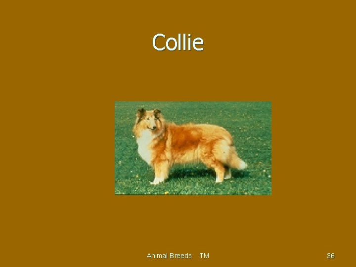 Collie Animal Breeds TM 36 