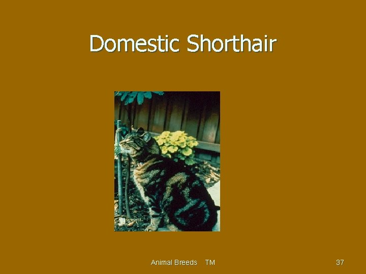 Domestic Shorthair Animal Breeds TM 37 