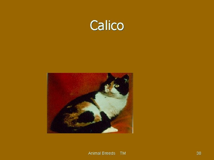 Calico Animal Breeds TM 38 