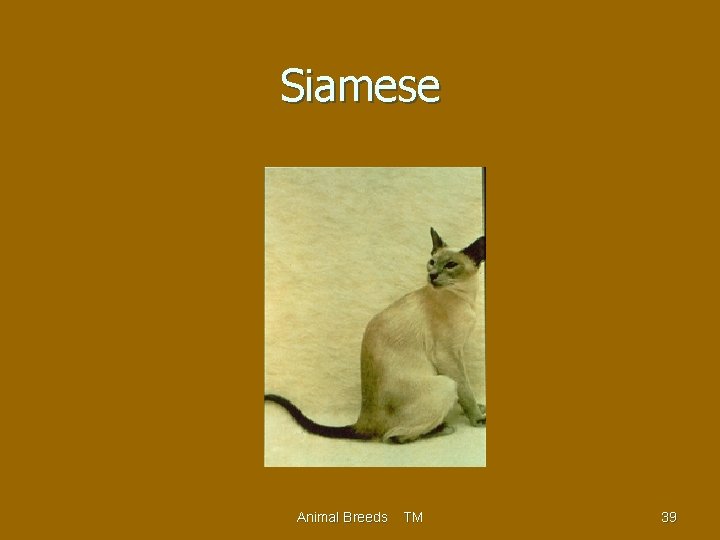 Siamese Animal Breeds TM 39 