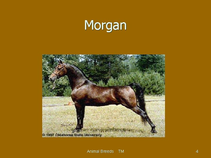 Morgan Animal Breeds TM 4 