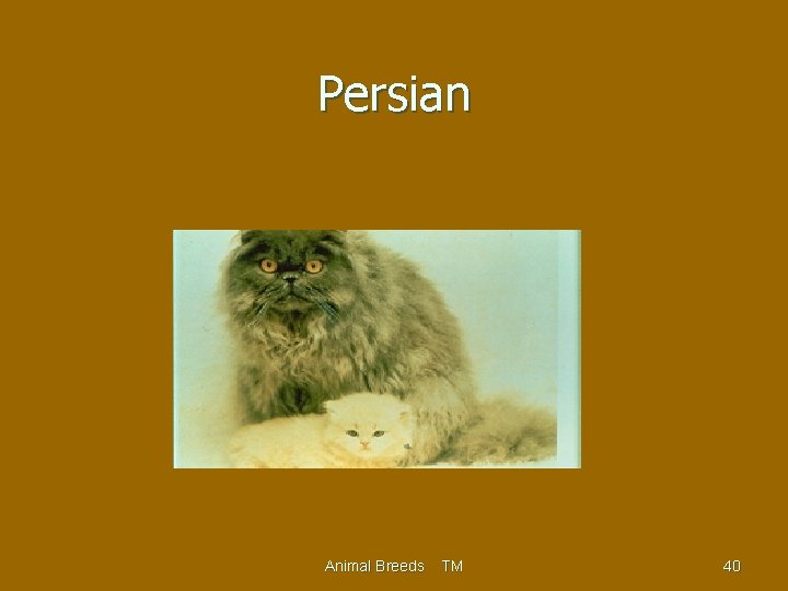 Persian Animal Breeds TM 40 