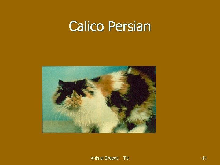 Calico Persian Animal Breeds TM 41 