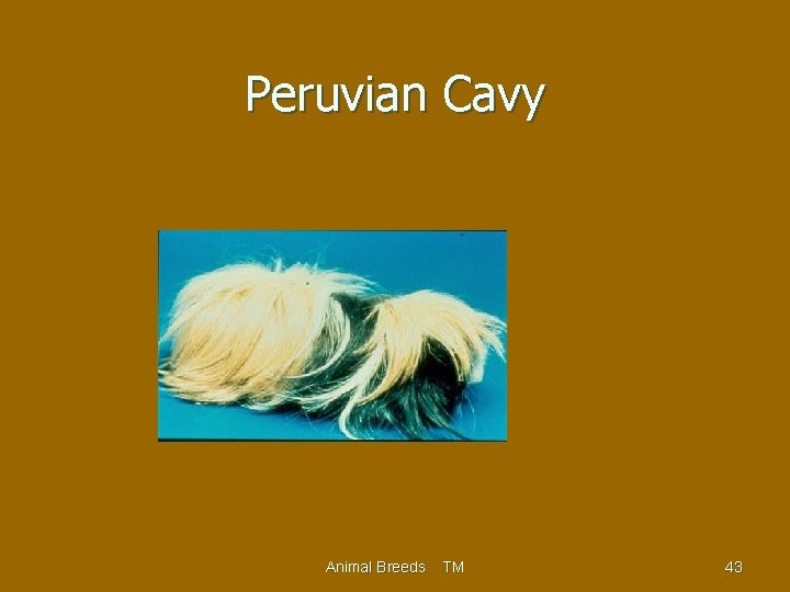 Peruvian Cavy Animal Breeds TM 43 