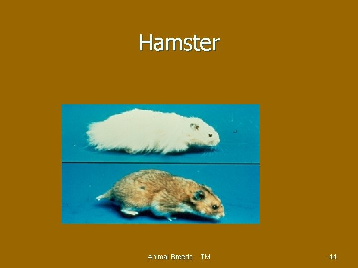 Hamster Animal Breeds TM 44 