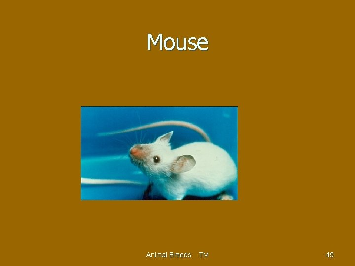 Mouse Animal Breeds TM 45 