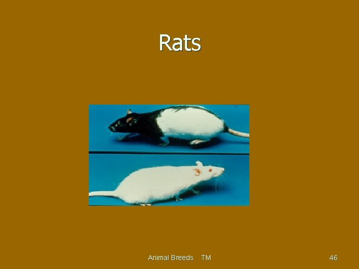 Rats Animal Breeds TM 46 