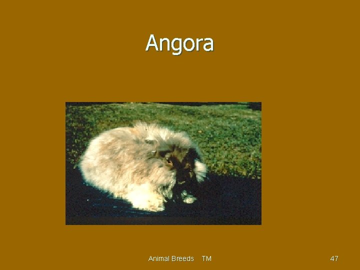 Angora Animal Breeds TM 47 