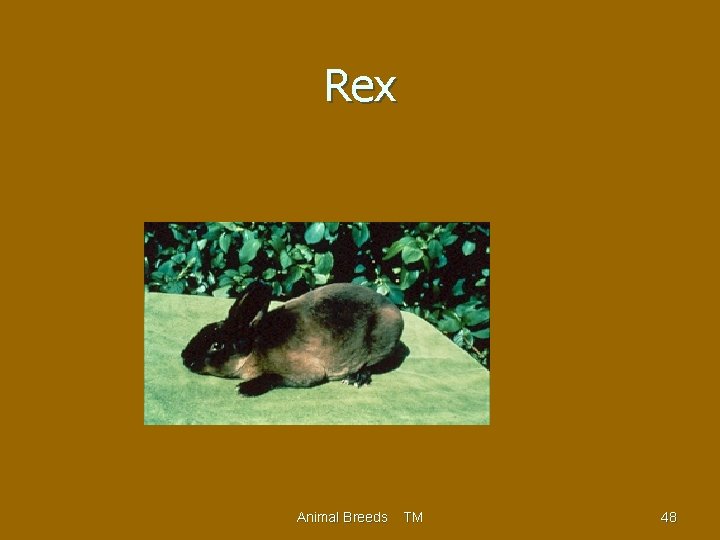 Rex Animal Breeds TM 48 