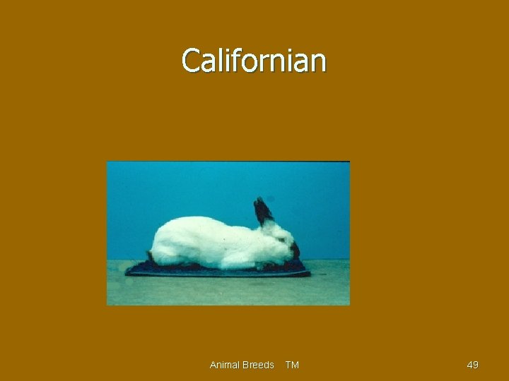 Californian Animal Breeds TM 49 