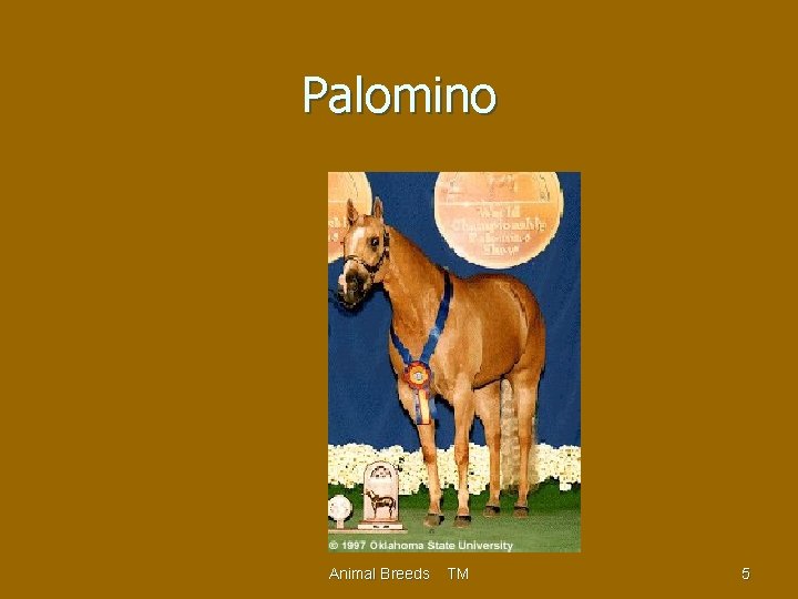Palomino Animal Breeds TM 5 