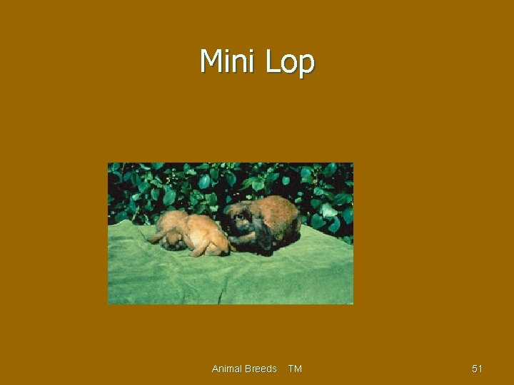 Mini Lop Animal Breeds TM 51 