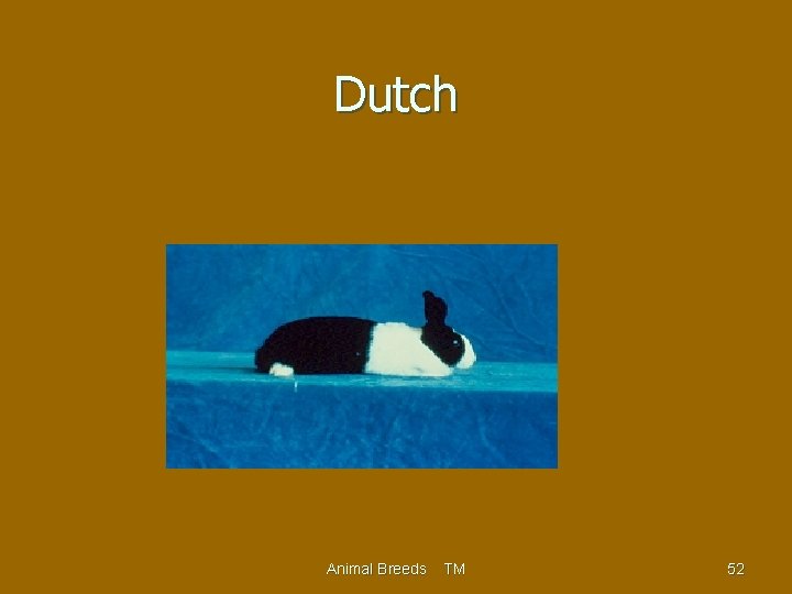 Dutch Animal Breeds TM 52 