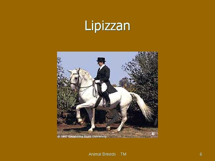 Lipizzan Animal Breeds TM 6 
