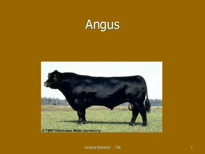 Angus Animal Breeds TM 7 