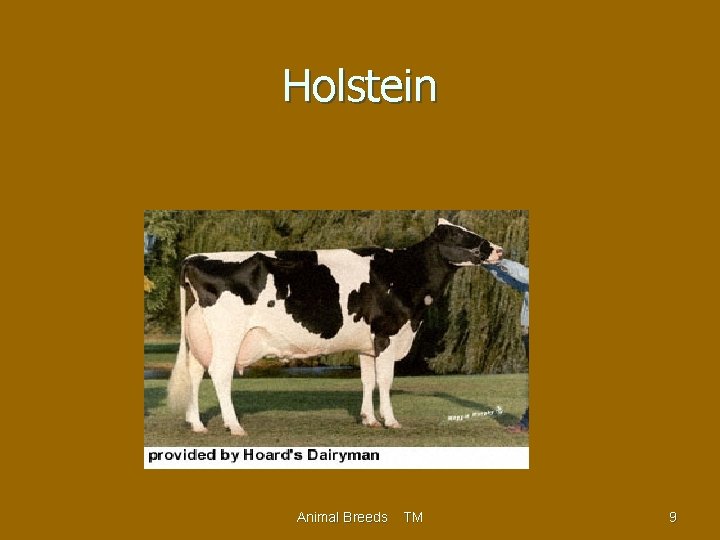 Holstein Animal Breeds TM 9 