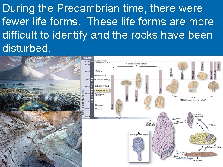 During the Precambrian time, there were fewer life forms. These life forms are more During the Precambrian time, there were fewer life forms. These life forms are more