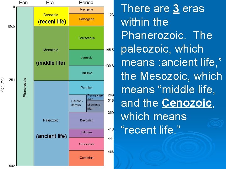 (recent life) (middle life) (ancient life) There are 3 eras within the Phanerozoic. The