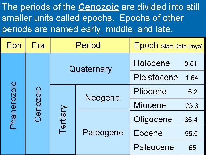 The periods of the Cenozoic are divided into still smaller units called epochs. Epochs