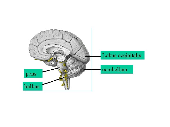 Lobus occipitalis pons bulbus cerebellum 