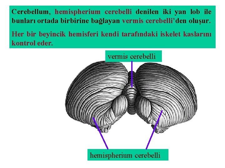 Cerebellum, hemispherium cerebelli denilen iki yan lob ile bunları ortada birbirine bağlayan vermis cerebelli’den